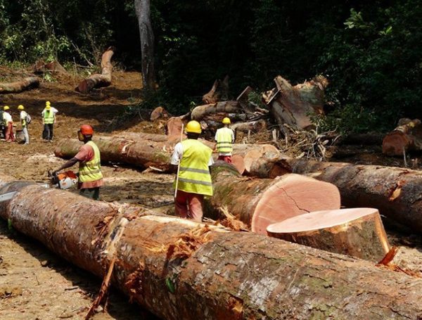 Exploitation du bois au Cameroun: SEVI SUARL