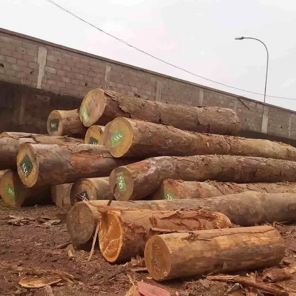 exploitation du bois au Cameroun
