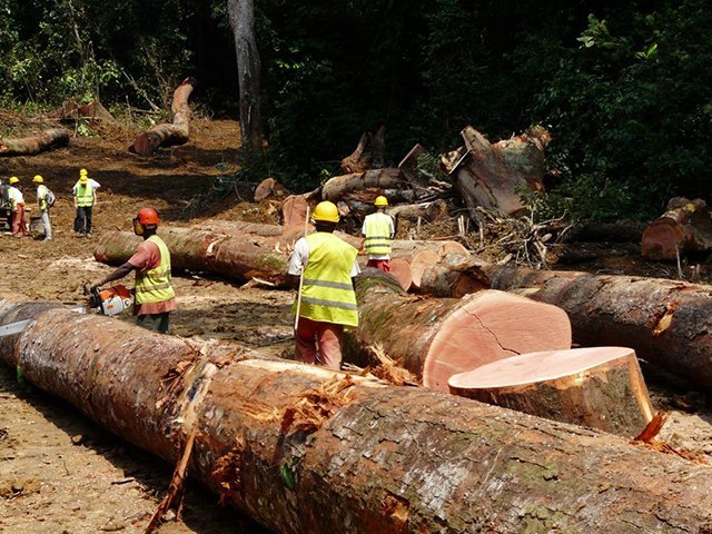 Société d'exploitation du bois au Cameroun: SEVI SUARL