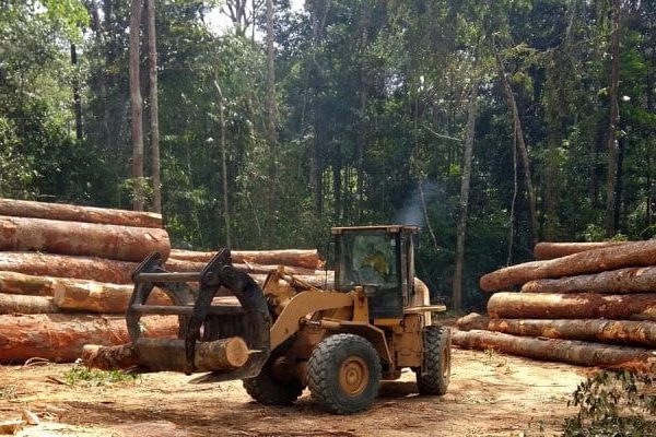 Exploitation forestière au Cameroun: faites appel à SEVI SUARL